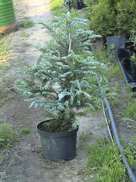 abies_koreana_silberlocke.jpg