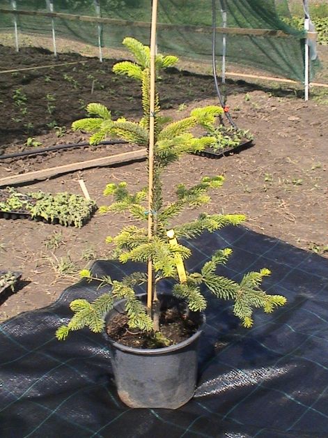 abies_nordmannina_aurea.jpg