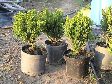 buxus_-_puszpang.jpg