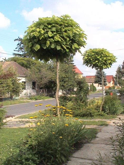 catalpa_-_szivarfak_utcan.jpg