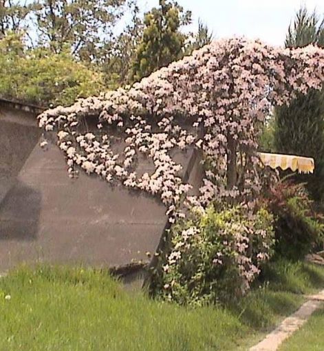 clematis.jpg