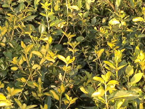 euonymus_-_kecskerago.jpg