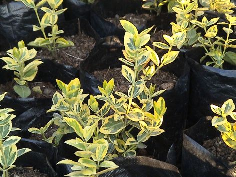 euonymus_-_kecskerago2.jpg