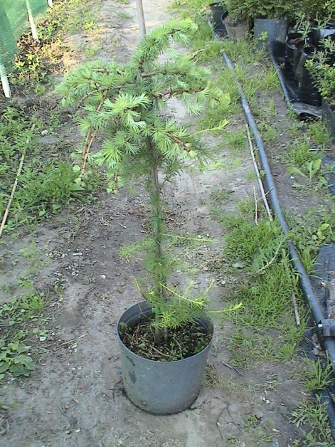 larix_decidua.jpg