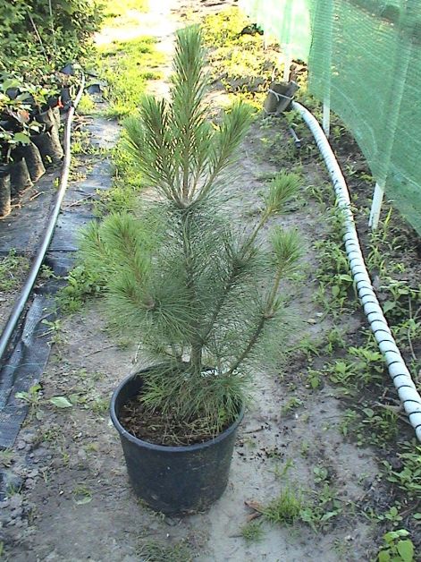 pinus_walichiana.jpg