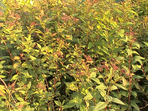 spiraea_-_gyongyvesszo.jpg