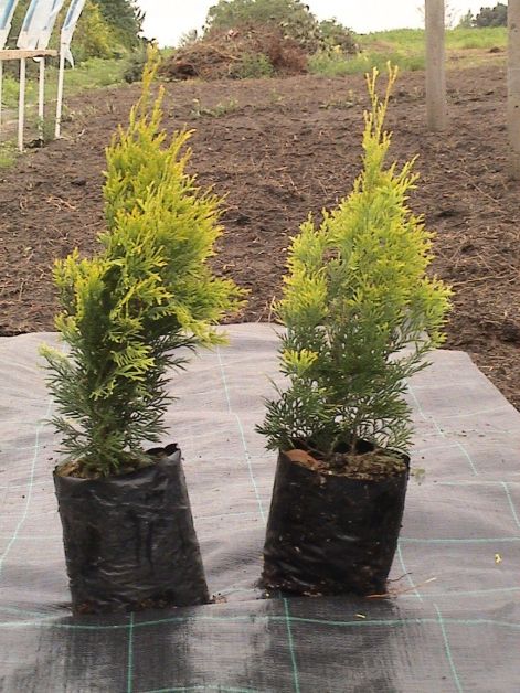 thuja_occidentalis_szolosi_klon.jpg